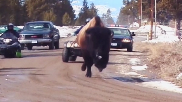 silencing-the-thunder-bison-hazing.jpg 
