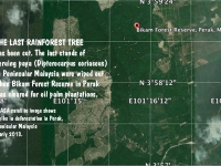 200_last_rainforest_tree.jpg