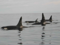 120_killer_whales_orca_noaa_fpwc.jpg