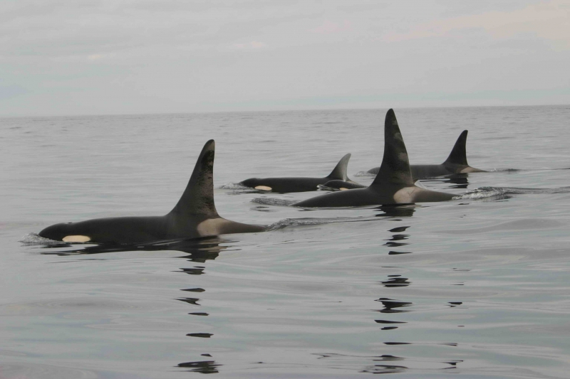 800_killer_whales_orca_noaa_fpwc.jpg 