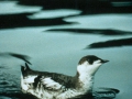 120_marbled_murrelet.jpg