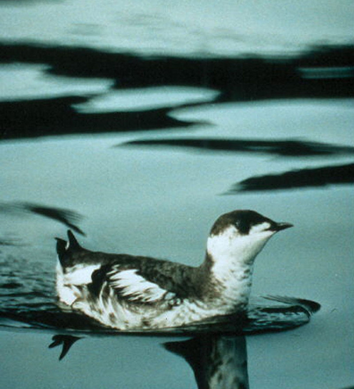 800_marbled_murrelet.jpg