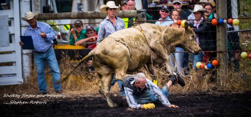 in-the-dirt-reefton-rodeo-bull-riding.jpg 