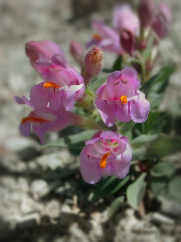800_grahams_beardtongue_penstemon_grahamii_susan_meyer.jpg