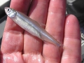 800px-delta_smelt_fish_in_hand.jpg