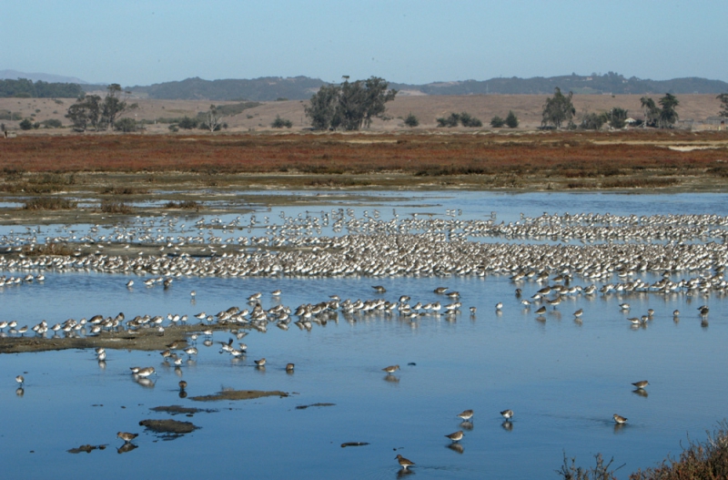 800_elkhorn_slough_marsh_birds_noaa.jpg 