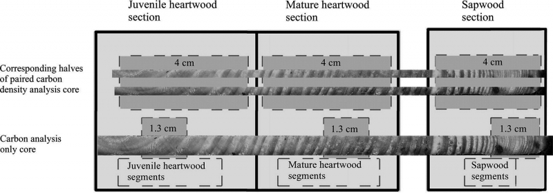 800_redwoodcarboncores.jpg 