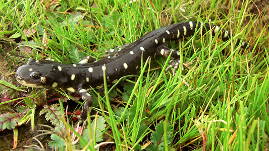 california_tiger_salamander_usfws.jpg 