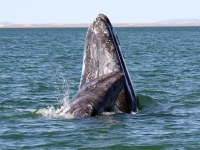 200_graywhale_mother_and_calf_noaa_fpwc.jpg