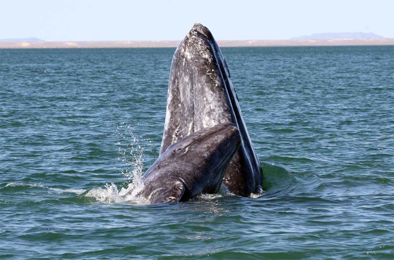 800_graywhale_mother_and_calf_noaa_fpwc.jpg 