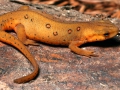 120_easternnewt_notophthalmusviridescen_patrickcoin_wikimedia.jpg