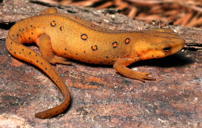 800_easternnewt_notophthalmusviridescen_patrickcoin_wikimedia.jpg 