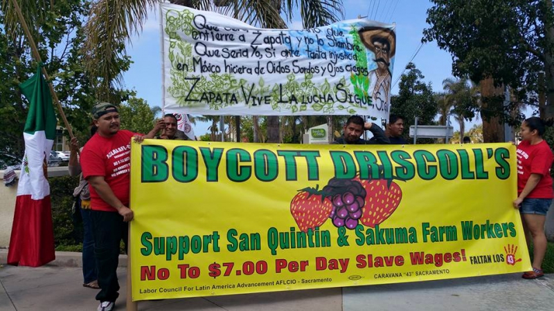 800_boycott-driscolls-california-strawberry-festival.jpg