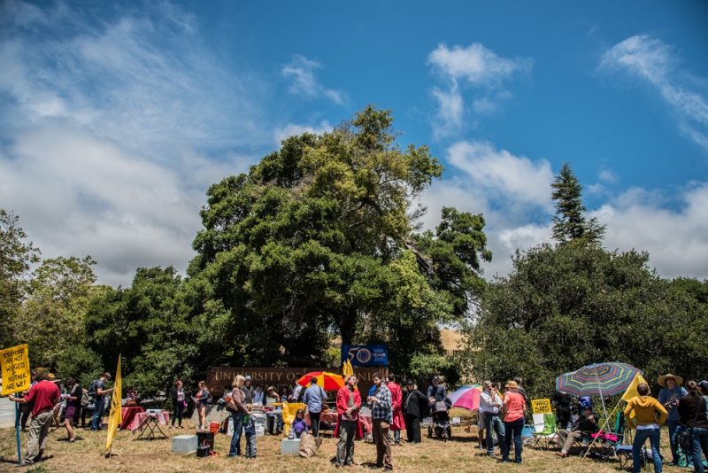 800_uc-santa-cruz-lecturers-picket-2.jpg 