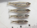 120_delta_smelt_by_ruler_usfws_1.jpg