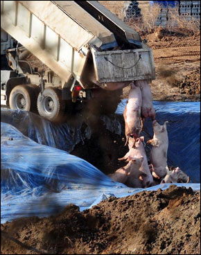 pig-dump-290.jpg 