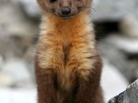 humboldt_marten.jpg