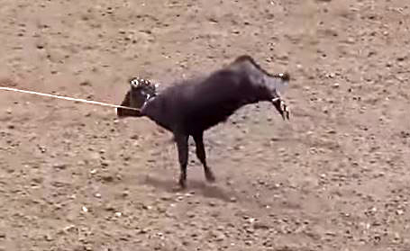 salinas_rodeo_animal_abuse.jpg 