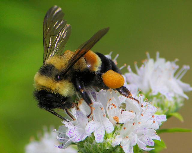 20150715-flickr-rusty-patched-bumblebee_1.jpg 