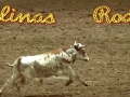 californiarodeosalinas-animalcruelty.png
