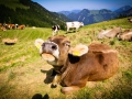 120_happy-cow.jpg