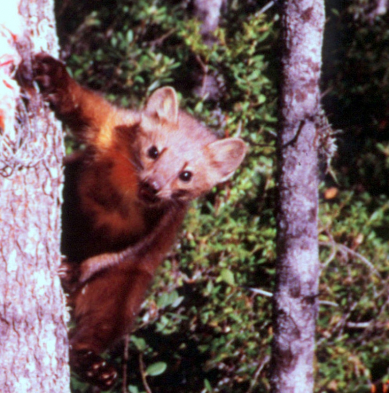 800_humboldt_marten_usfs_fpwc-scr.jpg