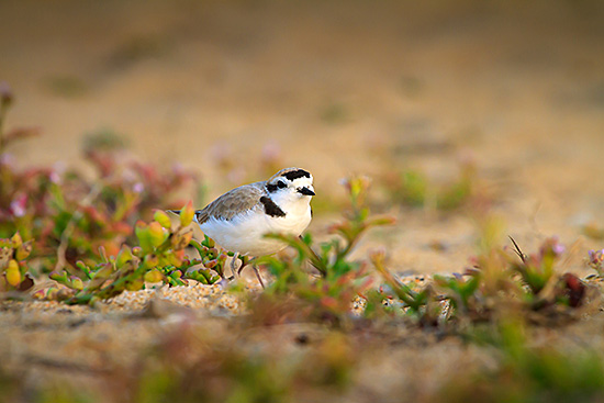 sand_city_snowy_plover_by_copyright_steve-zmak_140403-4.jpg 