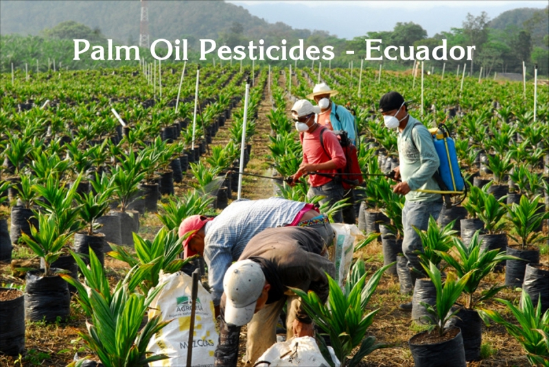 800_pesticide_use_palm_oil_ecuador.jpg 