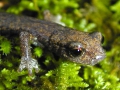 shasta_salamander_hydromantes_shastae_us_forest_service_fpwc.jpg
