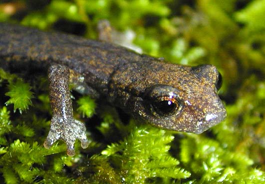 shasta_salamander_hydromantes_shastae_us_forest_service_fpwc.jpg 