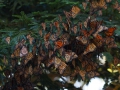 120_monarch_butterflies.jpg