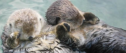 sea_otters_holding_hands.jpg 