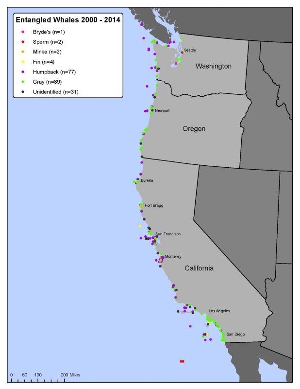 800_entangled_whales_map_curt_bradley_center_for_biological_diversity_fpwc.jpg 