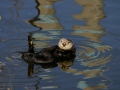 120_sea_otter_monterey_bay_marine_sanctuary.jpg