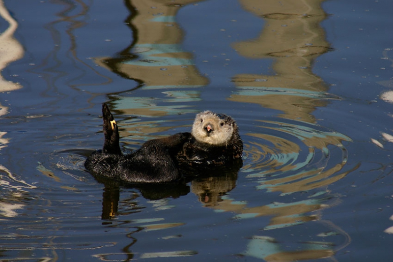 800_sea_otter_monterey_bay_marine_sanctuary.jpg 