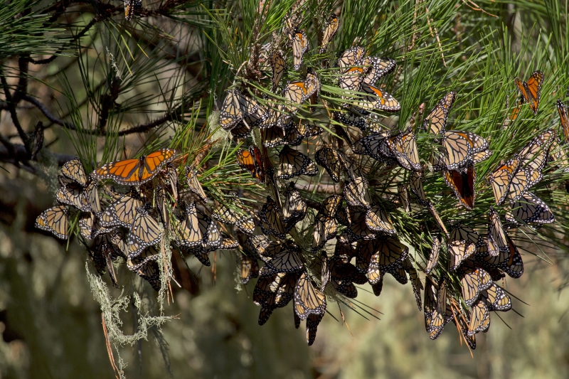 800_monarchs_pacific_grove_carly_voight_xerces_society.jpg