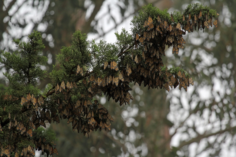 800_monarchs_santa_cruz_carly_voight_xerces_society.jpg