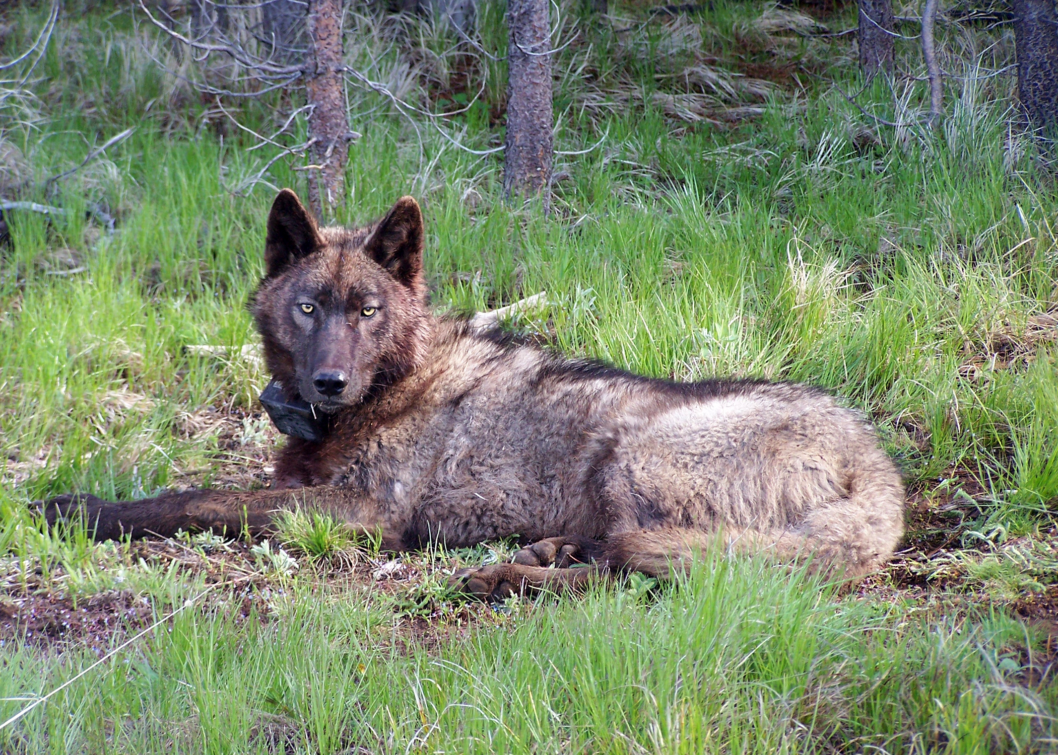 New Wolf Detected In California s Modoc County Indybay