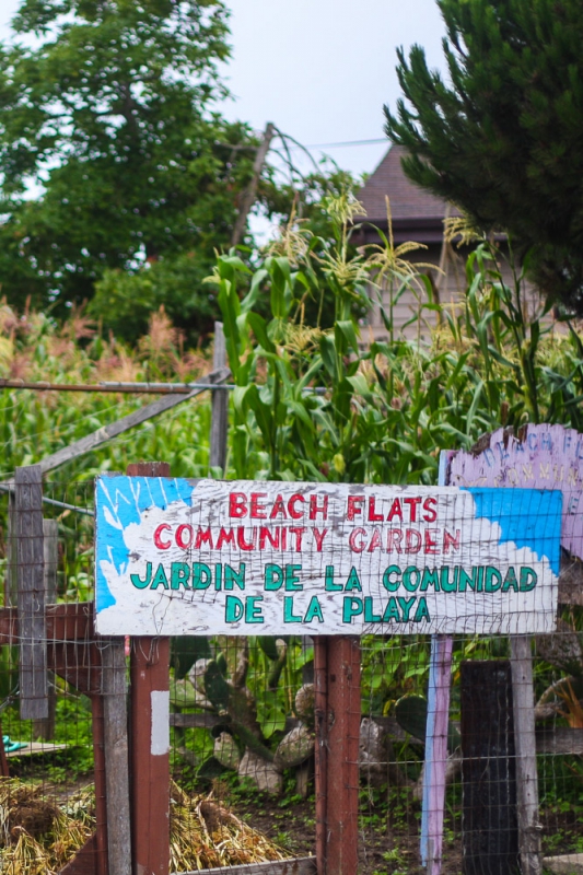 800_beach_flats_community_garden.jpg 