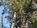 120_santa_cruz_cypress_hesperocyparis_abramsiana_kristina_barry_usfws_fpwc.jpg