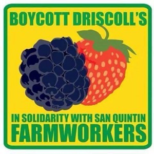 driscolls_berries_boycott.jpg 