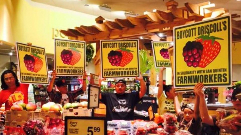 800_driscolls-berry-boycott.jpg