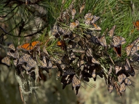 200_monarchs_pacific_grove_carly_voight_xerces_society.jpg