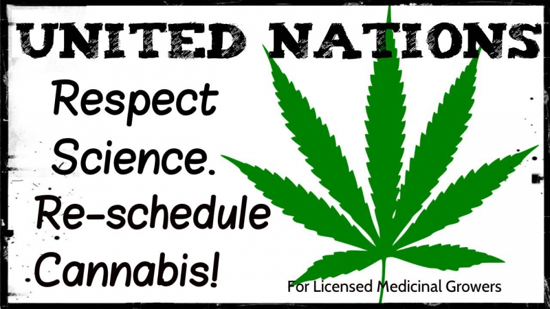 800_united-nations-reschedule-cannabis.jpg 