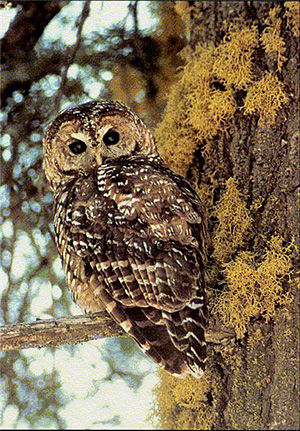california_spotted_owl_usfs.jpg 