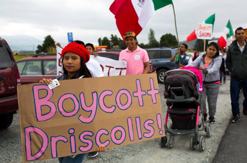 800_familias-unidas-boycott-driscolls-tour.jpg 