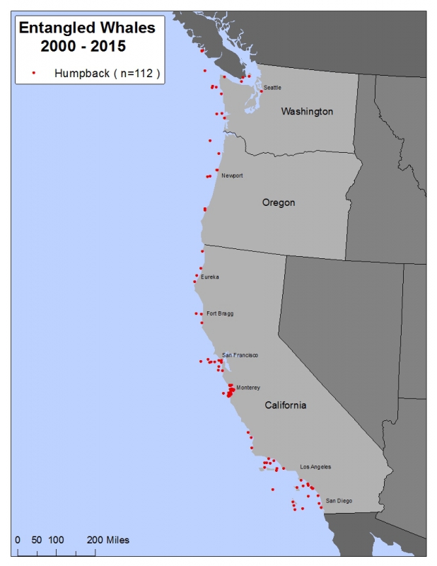 800_entangled_whales_california_2015.jpg 