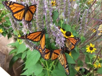 200_monarch_butterfly_collette_adkins_cbd_fpwc.jpg