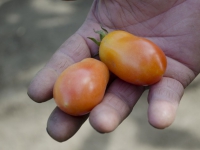 200_tomatoes-in-hand.jpg