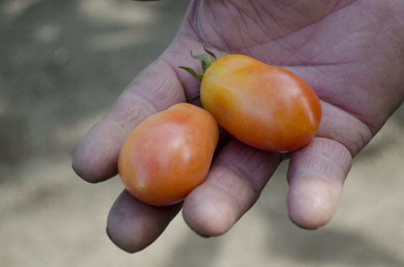 800_tomatoes-in-hand.jpg 